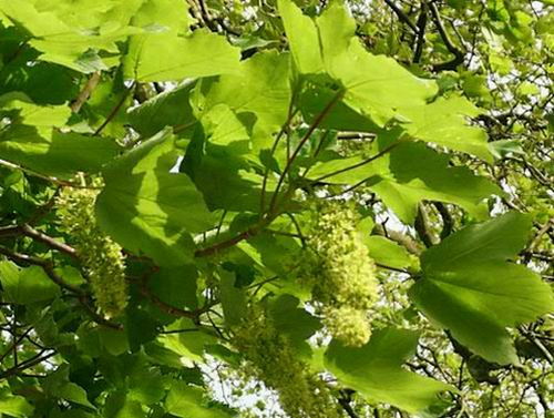 افرای شبه چناری